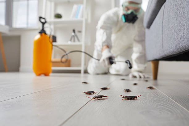 Post-Treatment Bed Bug Interceptor Monitoring in Buffalo Center